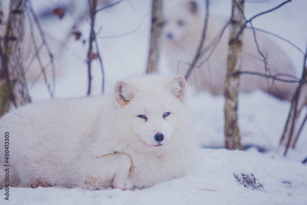 Poster White arctic fox on a snow background