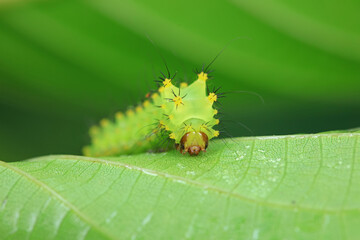 The larvae of the green tailed silkworm moth are on the green leaves