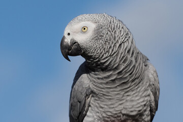 Graupapagei als Portrait, Hintergrund blauer Himmel, Psittacus erithacus