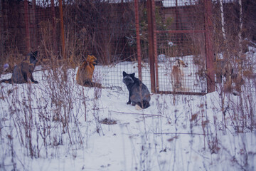 Fox fox in December against the background of bliss