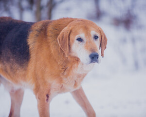 Portrait of an elderly hound on a walk in winter