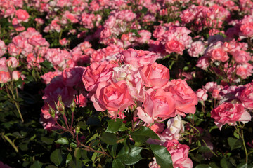 Floral. Closeup view of Floribunda hybrid Rosa Jardins de France flower cluster of pink, fuchsia, magenta and white petals, spring blooming in the garden. 