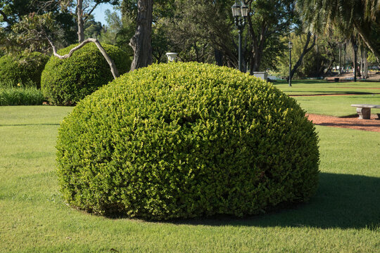 Gardening And Design. View Of Big Shrub Buxus Sempervirens, Also Known As Common Boxwood, Pruned In A Round Shape, Growing In The Park. 