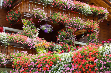 Traditonal wooden swiss house full of colorful flowers, Grächen, Wallis, Switzerland
