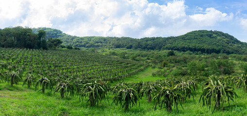 Fototapeta na wymiar panorama view kenny dragon fruit tree farm at Thailand country - panoramic landscape