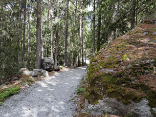 Forest near Grächen in the Swiss Alps, Wallis, Zermatt region. Good place to go hiking and mountainbiking in nature.