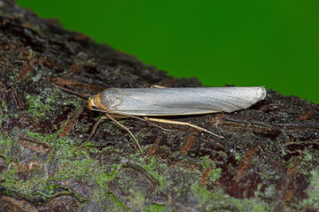 Eilema caniola, Weißgraues Flechtenbärchen, DE, NRW, Leverkusen-Opladen 2020/05/10 10:16:32