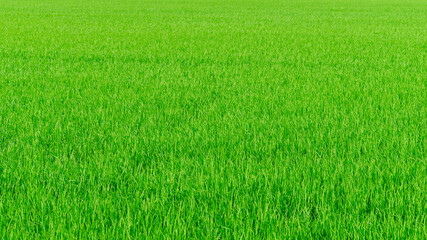 Fototapeta na wymiar rice farm green paddy field nature background texture