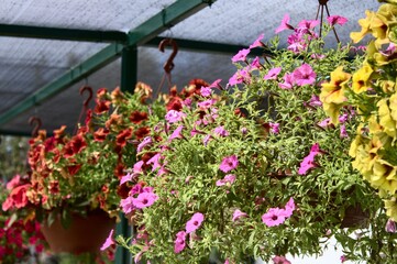 Fototapeta na wymiar flowers in a garden home