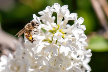 Honey Bee_1