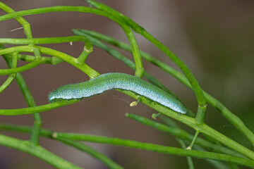 Anthocharis cardamines,  Aurorafalter,DE, NRW, Leverkusen-Opladen 2020/05/10 11:43:06