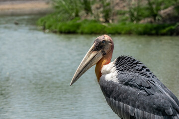 close up marabou stork bird in thailand