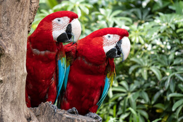  Colorful couple red Macaw Parrot bird on nature tree