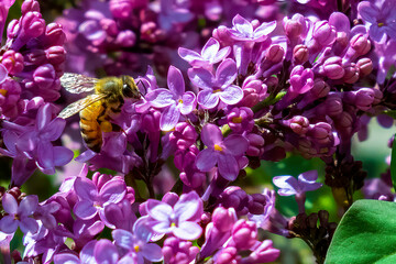 Honey Bee_2