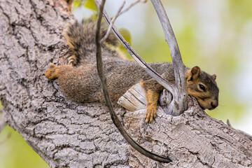 Lounging Squirrel