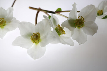 Fiori bianchi di elleboro su fondo bianco
