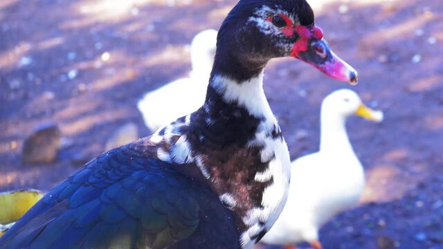 Muscovy domestic duck drinking water from a yellow water trough at the farm
