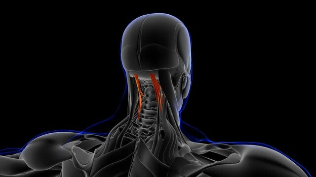 Semispinalis Cervicis Muscle Anatomy For Medical Concept 3D
