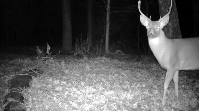 whitetail buck in forest at night