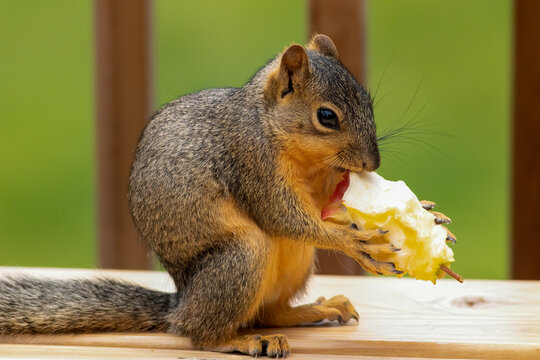 Squirrel Lunch