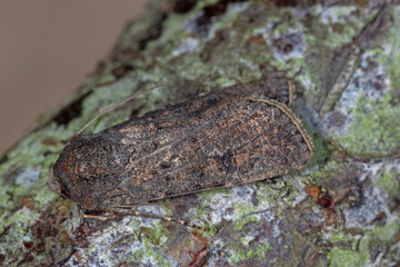 Saateule, Agrotis segetum, DE, NRW, Leverkusen-Opladen 2020/05/19 13:00:55