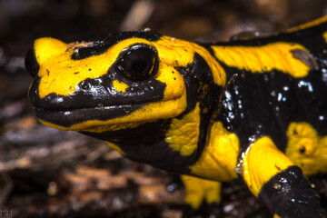 Fire Salamander (Salamandra salamandra), Germany