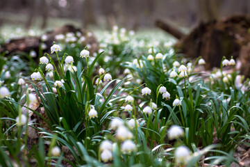 Obraz premium Märzenbecher Wiese Wald Frühling