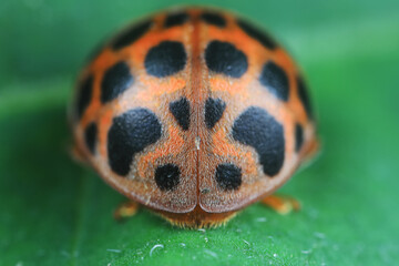 Ladybirds live on weeds in the North China Plain