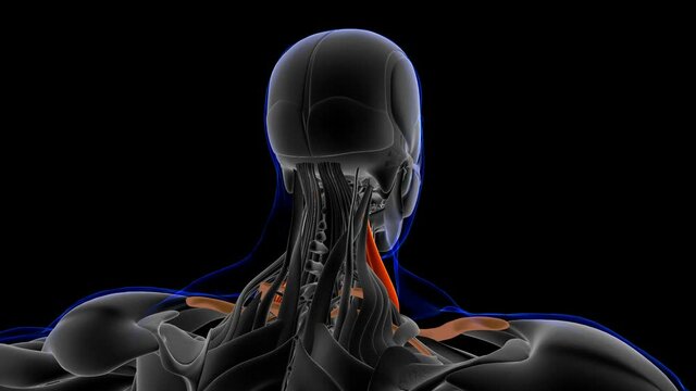 Scalene Muscle Anatomy For Medical Concept 3D