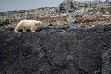 polar bear in high arctic