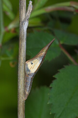 Anthocharis cardamines,  Aurorafalter, DE, NRW, Leverkusen-Opladen 2020/04/11 09:12:29