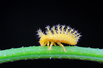 Ladybug larvae live on weeds