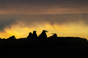 Walrus in the Arctic
