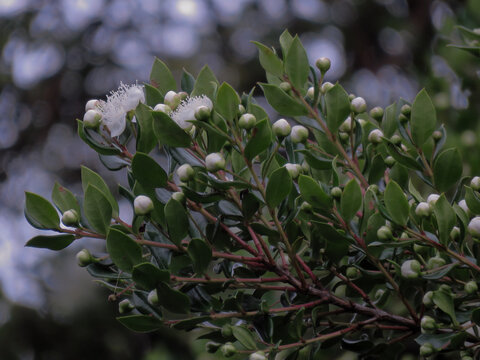 Array&aacute;n (Luma apiculata) floreciendo en primavera