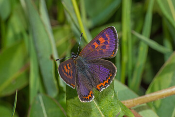 Lycaena helle, Blauschillernder Feuerfalter, DE, NRW, Kalterherberg, Eifel 2020/05/20 08:09:49