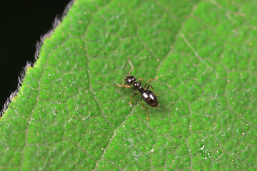 Ants on wild plants, North China