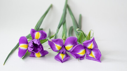 Blooming purple iris flowers on white. Spring flowers