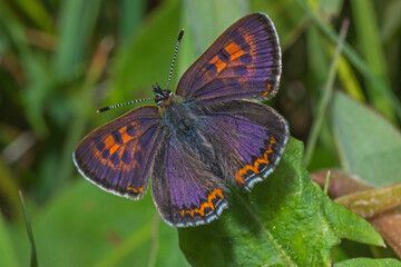 Lycaena helle, Blauschillernder Feuerfalter, DE, NRW, Kalterherberg, Eifel 2020/05/20 08:10:39