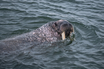 Walrus in the Arctic