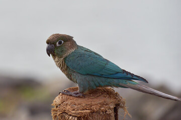 Cute little conure parrot
