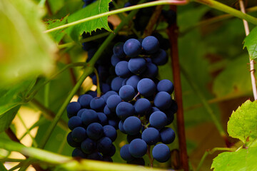 Blue Grapes Hanging From A Vine