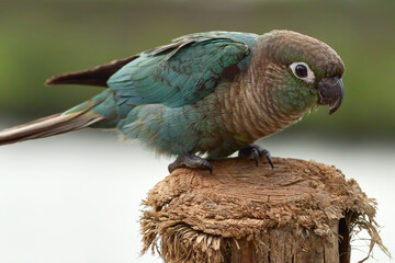 Cute little conure parrot