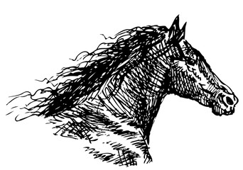 Freehand drawing of head of galloping horse