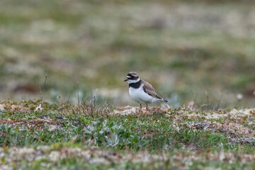 Obraz premium bird