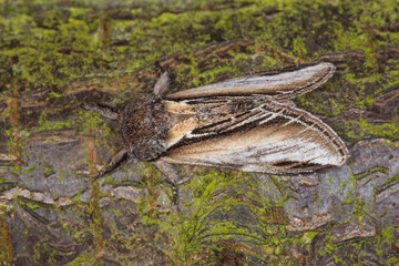 Pheosia tremula, Pappel-Zahnspinner, DE, NRW, Leverkusen-Opladen 2020/04/13 17:01:36