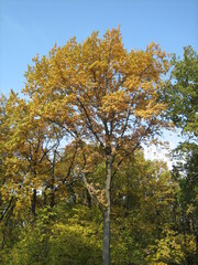 A tall tree with yellowed leaves on a sunny autumn day against a blue sky.