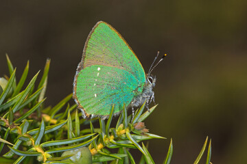 Grüner Zipfelfalter, Brombeerzipfelfalter, Callophrys rubi, DE, NRW, Lampertstal, Eifel 2020/04/16 10:34:33