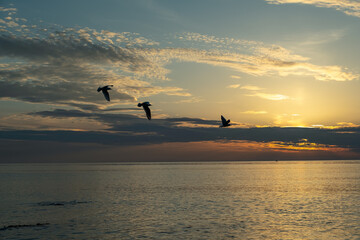 Blue sea, ocean sunset and golden sun and sky background. Selective focus. Copy space. Beautiful seascape panorama with flying birds, nature composition. World oceans day concept.