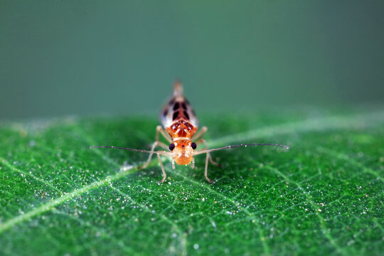 psocoptera crawl on green plants