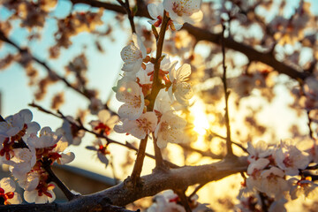 apricot tree